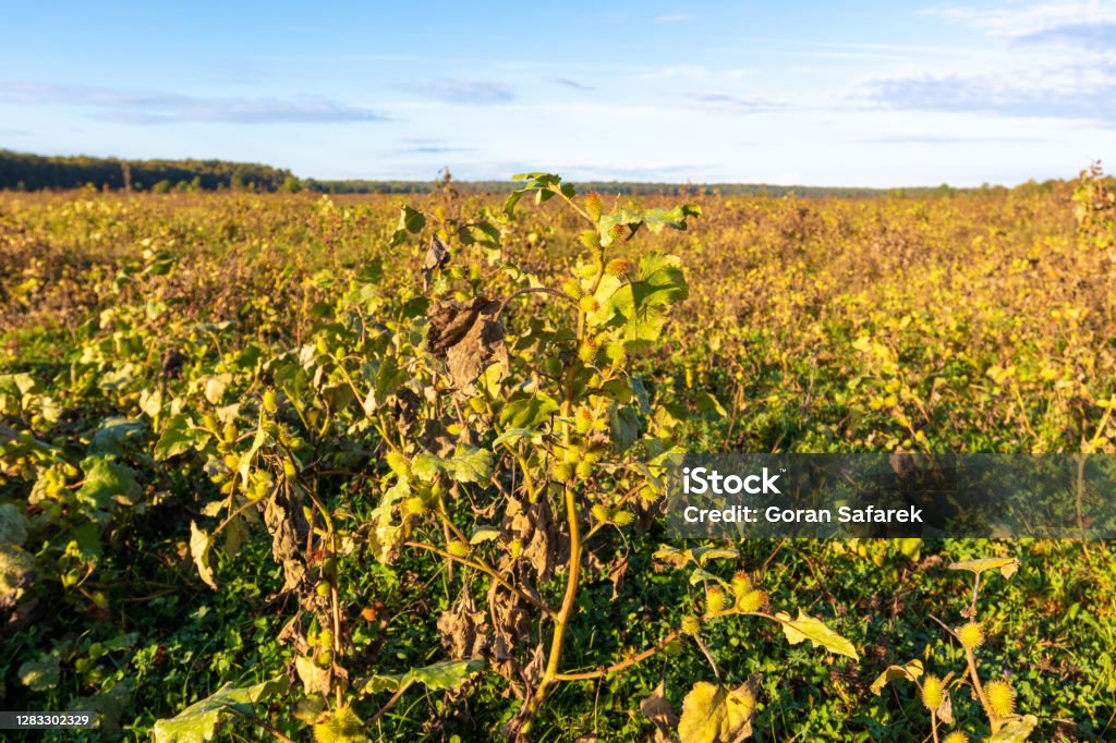 Invasive plant  Xanthium strumarium in the grassland in  Odransko polje, Croatia Agricultural Field Stock Photo