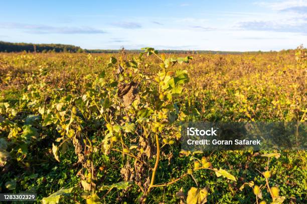 Invasive Plant Xanthium Strumarium In The Grassland In Odransko Polje Croatia Stock Photo - Download Image Now