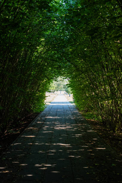 istock Green tunnel in fresh spring foliage. Hope Symbol 1283302874