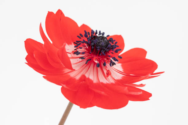 istock Red Anemone flower against a white background 1283303246