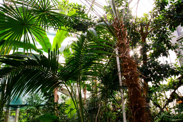 istock Beautiful greenhouse tropical garden 1283304436