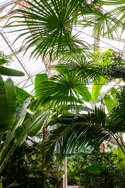 istock Beautiful Greenhouse Tropical Garden 1283304441