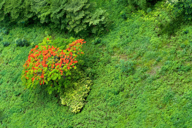 Red flowers in the flame tree.