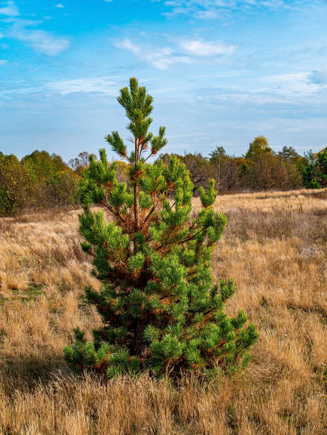 istock Lonely green pine tree against the blue sky. 1283305480