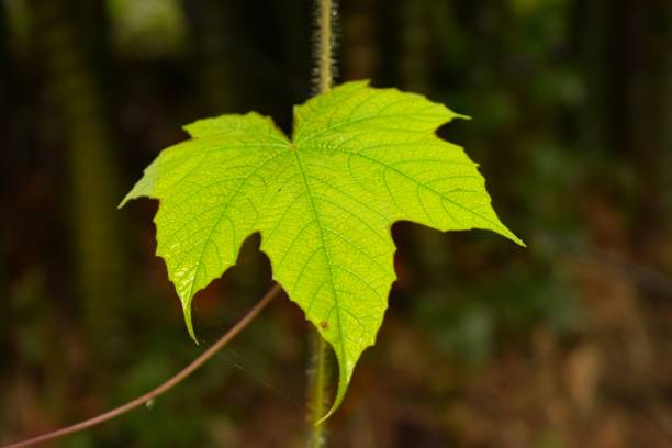 サザンシュガーカエデ - sugar maple ストックフォトと画像