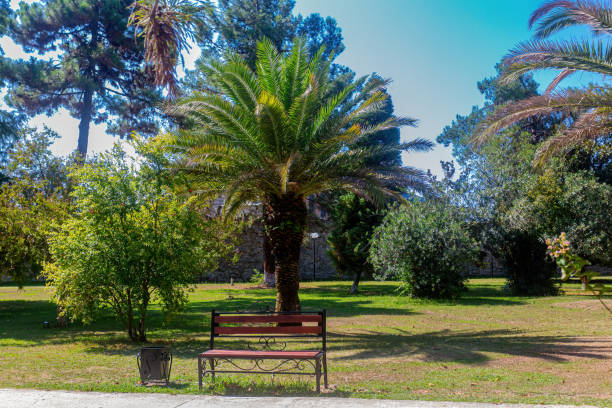 istock Summer landscape with a palm tree in a Park in the Caucasus. 1283306239