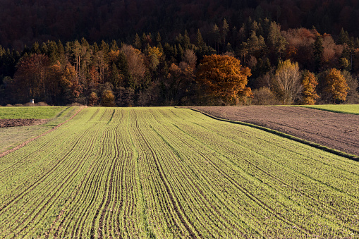 Agriculture fields with autumn forest in the back