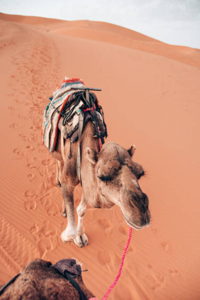 dromedary at the sahara desert - bactrian camel imagens e fotografias de stock