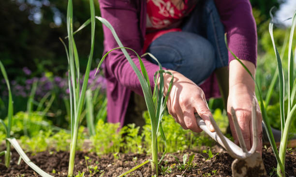 istock Woman Working In Vegetable Garden 1283308576
