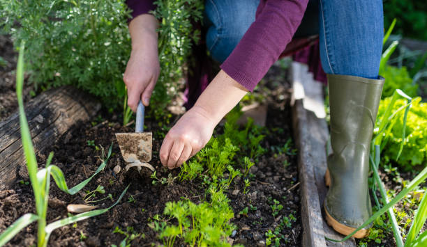 istock Woman Working In Vegetable Garden 1283308582