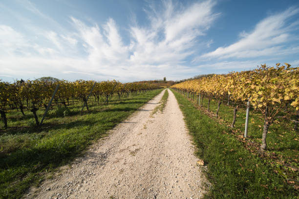 istock vineyard in southern germany 1283308835