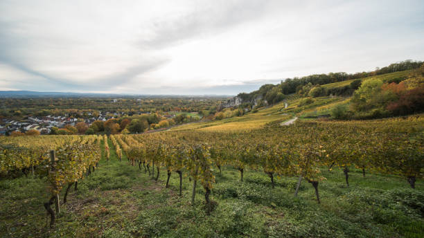 istock vineyard in southern germany 1283309684