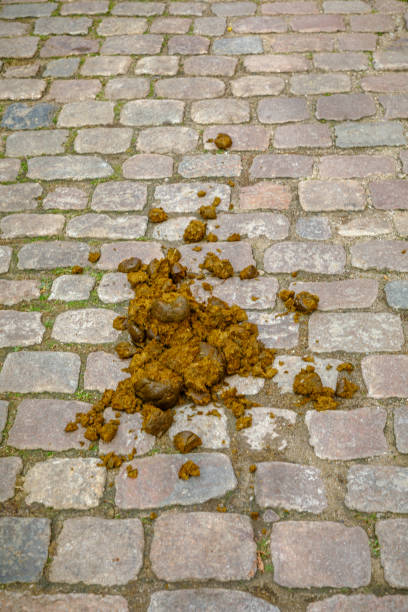 Rabbit shit clouse-up