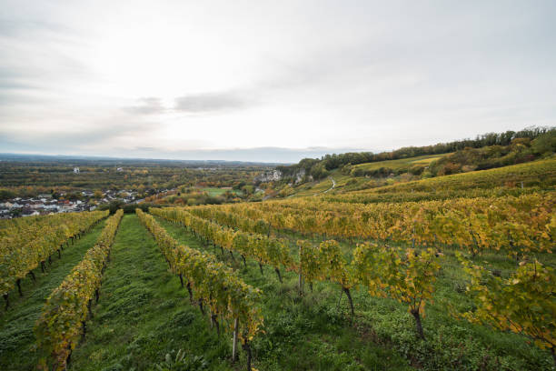 istock vineyard in southern germany 1283309776