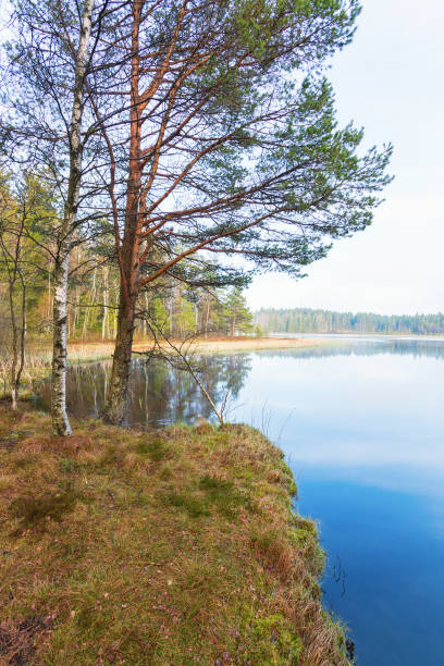 水辺の木々のある湖沼 - boreal forest lake riverbank waters edge ストックフォトと画像