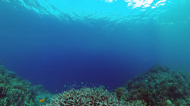 istock Coral reef and tropical fish. Panglao, Philippines 1283312107