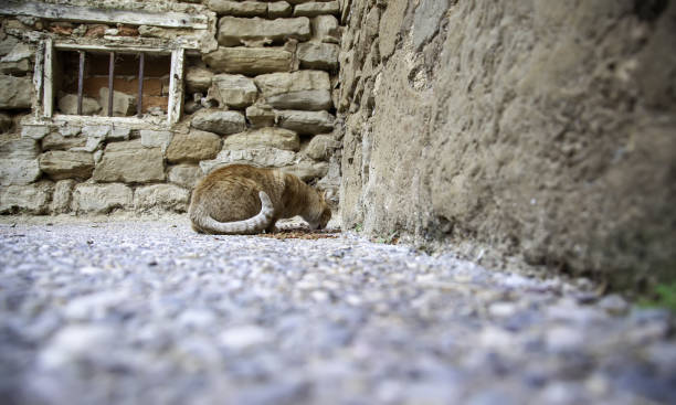 gatti randagi che mangiano per strada - domestic cat animals feeding pet food food foto e immagini stock