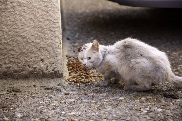 gatti randagi che mangiano per strada - domestic cat animals feeding pet food food foto e immagini stock