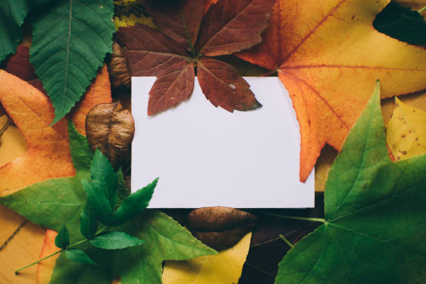 istock White blank with autumn leaves 1283313381