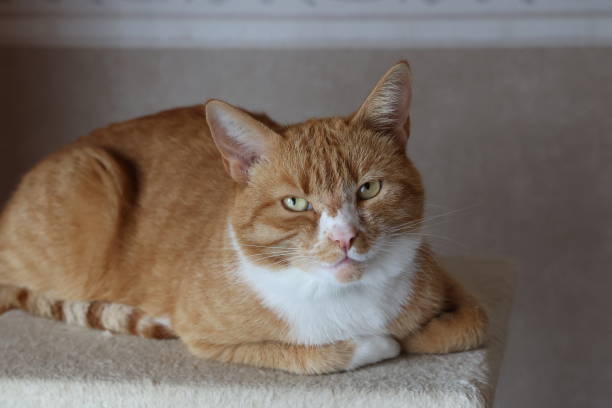 istock Ginger domestic cat looking at the camera 1283314633