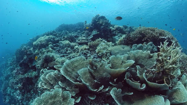 istock Coral reef and tropical fish. Panglao, Philippines 1283314781