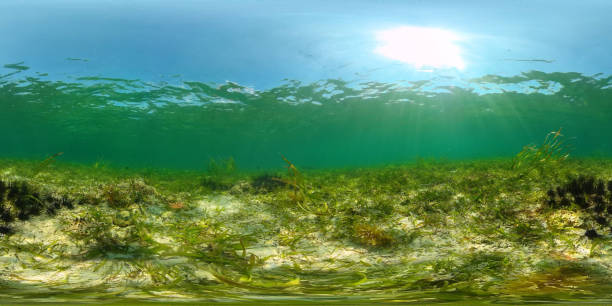 istock Sea urchins in the clear water 1283315582