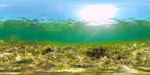 istock Sea urchins in the clear water 1283315624