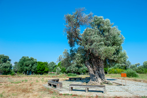 Teos-Izmir, Turkey-October 20, 2019: The olive tree named Umay Nine is 1800 years old in Teos, Izmir. It's protected by Municipality of Seferihisar.