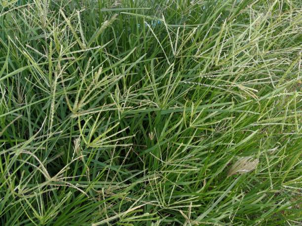 istock Full frame shot of green grass, grass flowers. 1283316867
