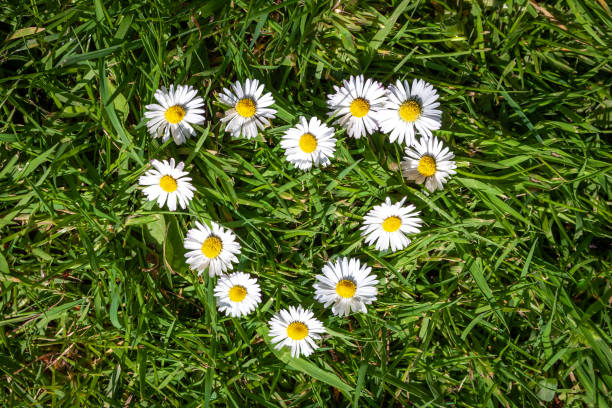 margaridas brancas e amarelas em forma de coração em grama verde - 7010 - fotografias e filmes do acervo