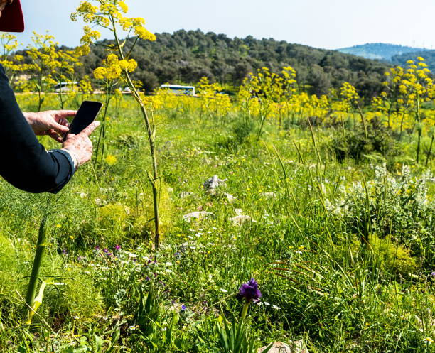 istock Gilboa iris. Iris haynei Baker. Gilboa Iris Blooming in the natural environment. Israel 1283319045