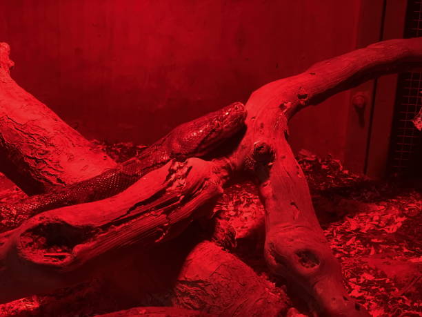 istock Boa constrictor in red glass serpentarium 1283319057