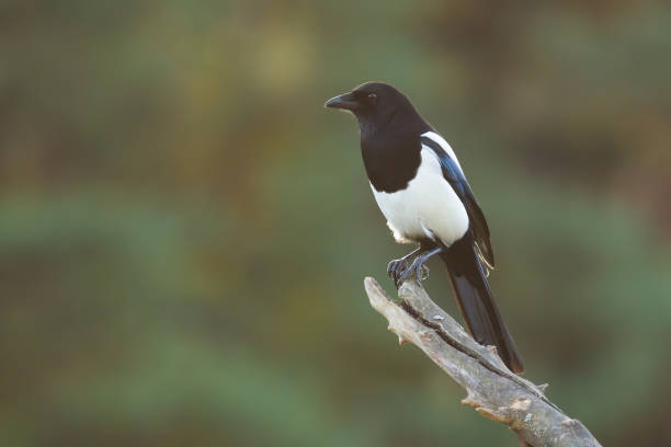 istock Calm eurasian magpie sitting on branch in summer nature 1283319066