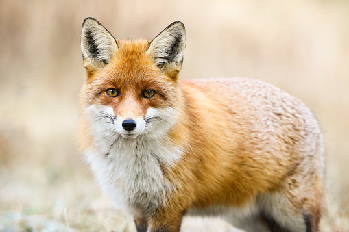 Beautiful red fox, vulpes vulpes, looking to the camera on meadow in winter. Calm orange predator standing on snow in close-up. Wild mammal watching on white field.