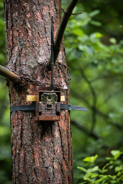 istock Camera trap attached to a tree with lock in summer forest. 1283319146