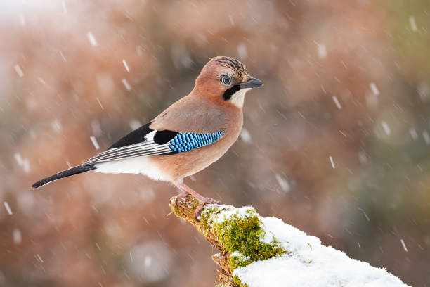 istock Eurasian jay sitting on moss branch during snowing 1283319192