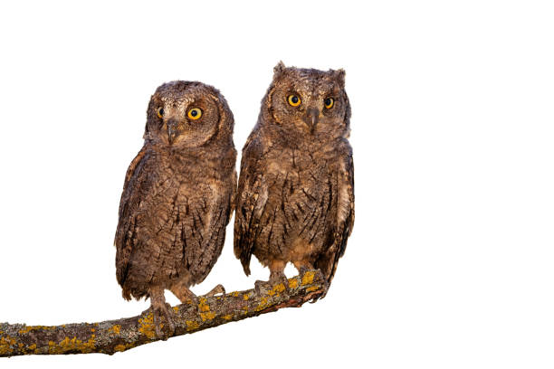 istock Eurasian scops owl chicks sitting on branch isolated on white background 1283319208