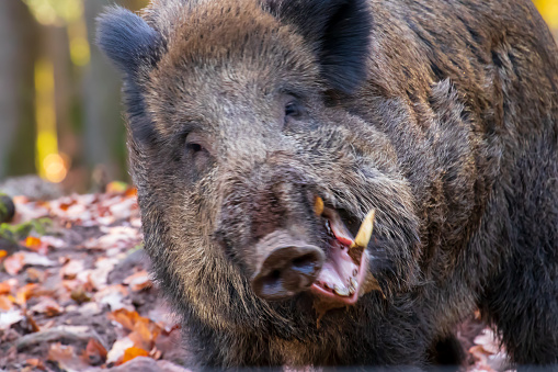 Foraging of wild boars in the forest in their natural environment