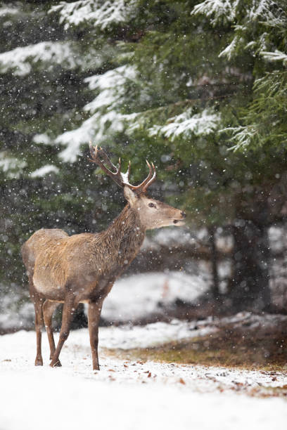 istock Red deer stag watching in forest in wintertime nature. 1283319701