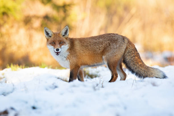 istock Red fox standing on field with open mouth in winter 1283319726