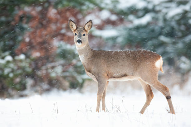 istock Roe deer doe standing on white field during snowing. 1283319798
