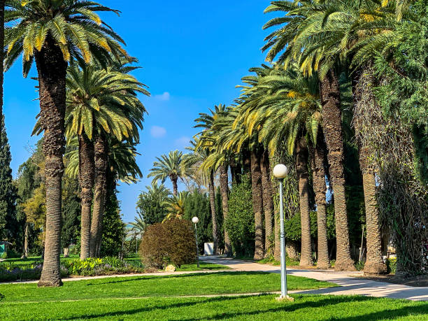 istock Palm alley on blue sky background 1283320341