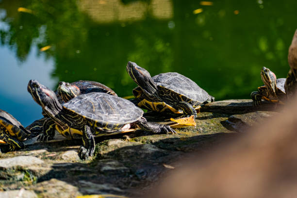 Freshwater red-eared turtle or yellow-bellied turtle. An amphibious animal with a hard protective shell swims in a pond stock photo