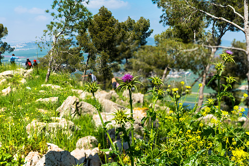 Burdock thorny purple flowers. Blooming medicinal plant burdock (Arctium lappa, greater burdock, edible burdock, beggars buttons, thorny burr, happy major). Mount Gilboa. Israel