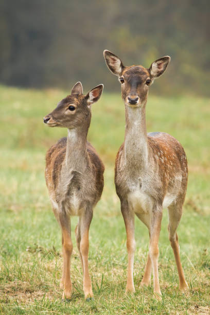 istock Two fallow deers standing on meadow in autumn nature. 1283320559
