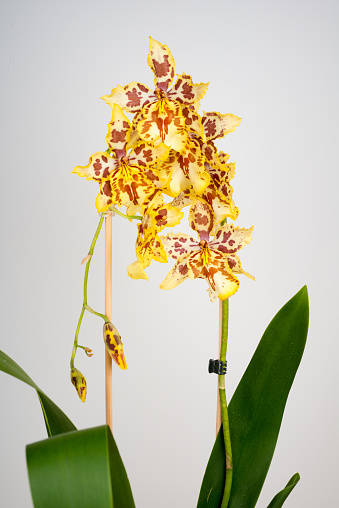 Orchid hybrid - Odontioda Quedlinburg