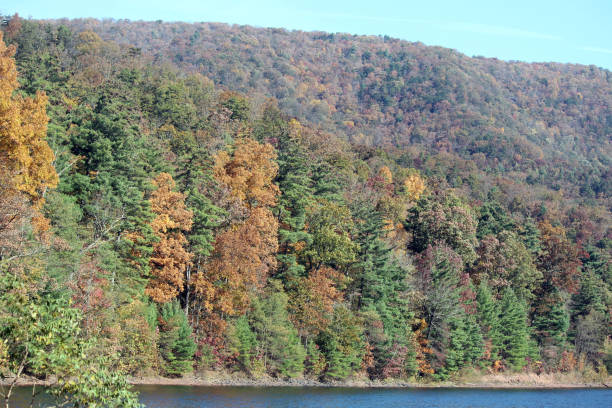 Blue Ridge Mountains in the Fall Autumn photograph of transforming tree color at Switzer Lake in the Blue Ridge Mountains of Virginia. This lake is in the George Washington National Forest and is the water supply for local communities. george washington national forest stock pictures, royalty-free photos & images