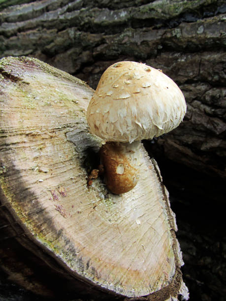istock Young fungus Hemipholiota populnea 1283324447