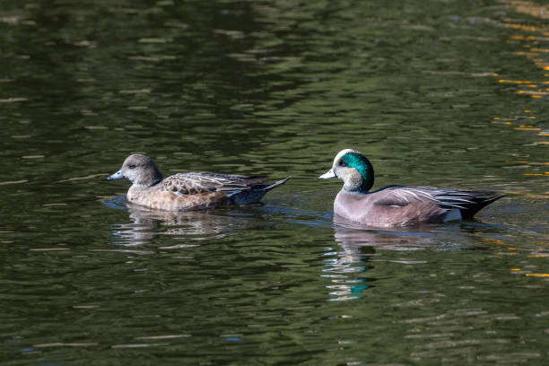 Green winged teal duck pair Green winged teal ducks swimming together grey teal duck stock pictures, royalty-free photos & images