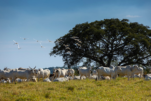 Nellore herd in the farm pasture next to a tree, Itu, Sao Paulo, Brazil,